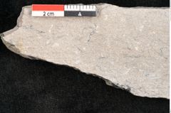 Foto (Detailansicht) von Lepidodendron selaginoides Sternbg. (NHMW-GEO-2024-0188-11038)